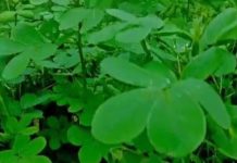 कचरा समझकर न फेंकें, खरपतवार नहीं ब्रह्मास्त्र है यह पौधा! दाद-खाज और लिवर की बीमारी में है रामबाण