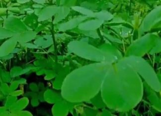 कचरा समझकर न फेंकें, खरपतवार नहीं ब्रह्मास्त्र है यह पौधा! दाद-खाज और लिवर की बीमारी में है रामबाण