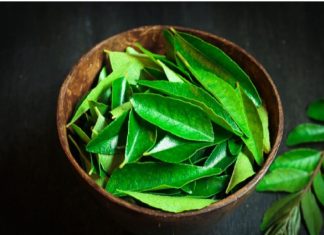 रोज़ खाली पेट चबा लें ये पत्ते, जड़ से खत्म होंगी ये 8 बीमारियां! वजन और शुगर के लिए है अचूक दवा