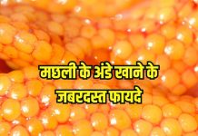 Fish egg benefits: इन 5 मछलियों के अंडे होते हैं जबरदस्त फायदेमंद, जरूर खाएं