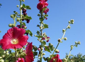 गले में खराश और पेट के लिए संजीवनी बूटी है यह फूल, महिलाओं के लिए भी वरदान