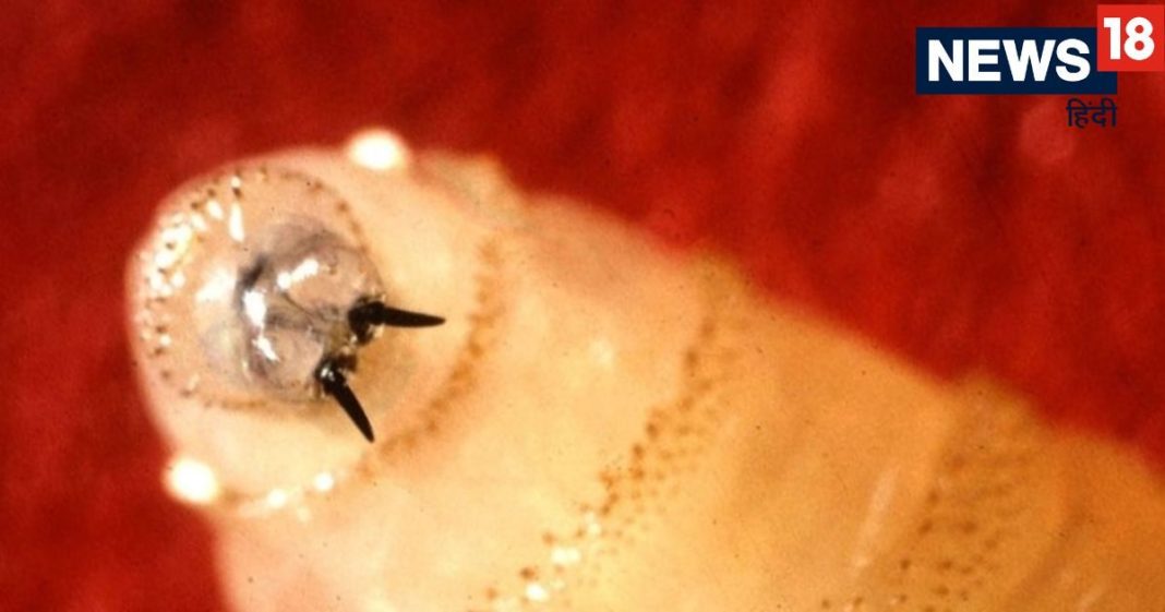 flesh eating parasite: फैल रहा मांस खाने वाले कीड़े का आंतक