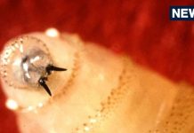 flesh eating parasite: फैल रहा मांस खाने वाले कीड़े का आंतक