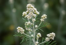 झाड़ी में छुपा आयुर्वेद का अनमोल खजाना, इसकी पत्तियां कई बीमारियों में रामबाण, सेवन से पहले सावधानी जरूरी