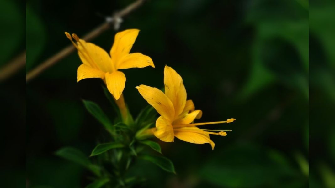 हिलते हुए दांत भी हो जाएंगे फौलाद जैसे मजबूत, बस रोज चबाएं इस पेड़ की पत्तियां, प्रोफेसर ने बताए फायदे