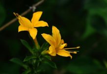 हिलते हुए दांत भी हो जाएंगे फौलाद जैसे मजबूत, बस रोज चबाएं इस पेड़ की पत्तियां, प्रोफेसर ने बताए फायदे