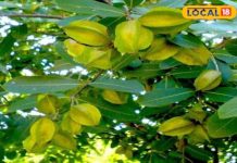 आयुर्वेद में अर्जुन के पेड़ का खास महत्व, हाई ब्लड प्रेशर से लेकर डायबिटीज तक में लाभकारी; जानें कैसे करें सेवन