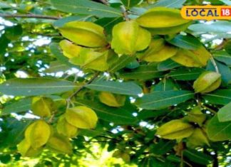 आयुर्वेद में अर्जुन के पेड़ का खास महत्व, हाई ब्लड प्रेशर से लेकर डायबिटीज तक में लाभकारी; जानें कैसे करें सेवन