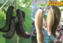 बेहद चमत्कारी है यह खुजली वाला पौधा! कूट-कूटकर भरे हैं औषधीय गुण, नपुंसकता से लेकर लकवा तक के लिए रामबाण – Bharat.one हिंदी