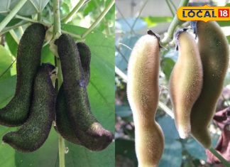 рдмреЗрд╣рдж рдЪрдорддреНрдХрд╛рд░реА рд╣реИ рдпрд╣ рдЦреБрдЬрд▓реА рд╡рд╛рд▓рд╛ рдкреМрдзрд╛! рдХреВрдЯ-рдХреВрдЯрдХрд░ рднрд░реЗ рд╣реИрдВ рдФрд╖рдзреАрдп рдЧреБрдг, рдирдкреБрдВрд╕рдХрддрд╛ рд╕реЗ рд▓реЗрдХрд░ рд▓рдХрд╡рд╛ рддрдХ рдХреЗ рд▓рд┐рдП рд░рд╛рдордмрд╛рдг тАУ Bharat.one рд╣рд┐рдВрджреА