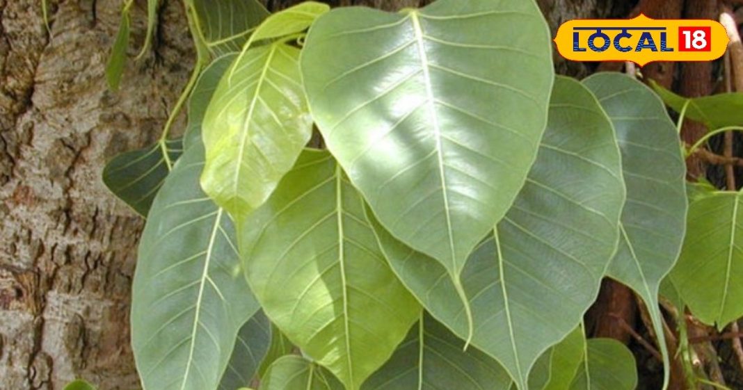 Acne Remedy: मुंहासों और दाग-धब्बों से छुटकारा दिलाएंगे पीपल के पत्ते, जानिए इस्तेमाल का सही तरीका – Uttar Pradesh News