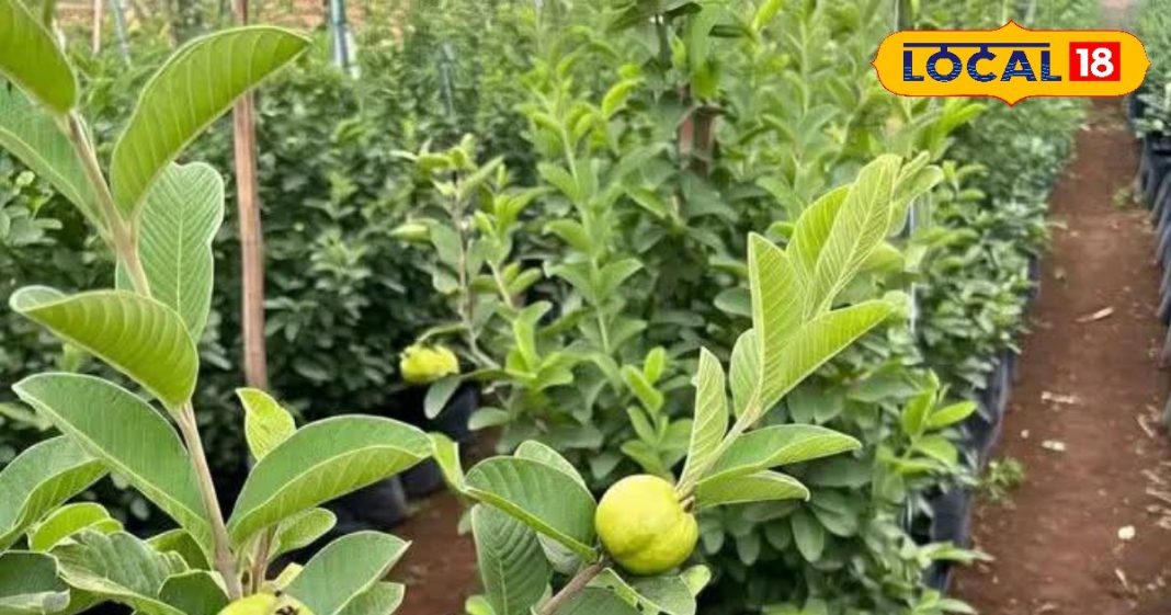 ये फल न मिले तो इसके पत्ते ही कर देंगे कई बीमारियों का काम तमाम! पेट से लेकर बाल तक सब रहेंगे मजबूत – Madhya Pradesh News