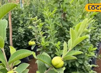 ये फल न मिले तो इसके पत्ते ही कर देंगे कई बीमारियों का काम तमाम! पेट से लेकर बाल तक सब रहेंगे मजबूत – Madhya Pradesh News