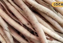 Shatavari Health Benefits | शतवारी औषधियों की रानी