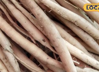 Shatavari Health Benefits | शतवारी औषधियों की रानी