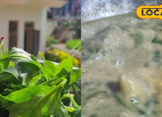 Food Recipe : कभी खाई भांग के बीजों वाली पालक सब्जी? सर्दियों में ये पहाड़ी थाली की जान, जानें रेसिपी – Uttarakhand News