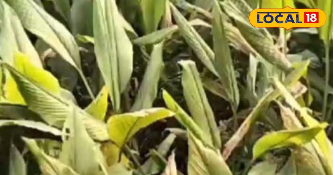 पाचन, जोड़ों का दर्द या स्किन प्रॉब्लम? हल्दी के पत्ते हैं हर समस्या का इलाज, रखेंगे अंदर से एकदम फिट – Uttar Pradesh News