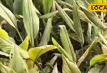 पाचन, जोड़ों का दर्द या स्किन प्रॉब्लम? हल्दी के पत्ते हैं हर समस्या का इलाज, रखेंगे अंदर से एकदम फिट – Uttar Pradesh News