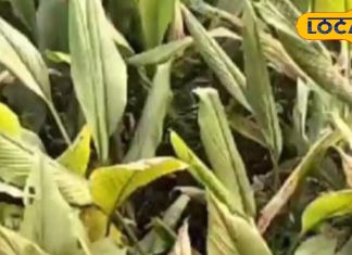 पाचन, जोड़ों का दर्द या स्किन प्रॉब्लम? हल्दी के पत्ते हैं हर समस्या का इलाज, रखेंगे अंदर से एकदम फिट – Uttar Pradesh News