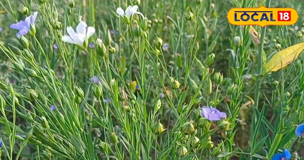 alsi ke fayade benefits of flaxseed health tips किचन में छिपा है खजाना, अरे नहीं जानते क्या इसको? ये छुटकू करता है बड़ा फायदा, जान लीजिए क्या है ये