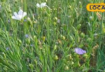 alsi ke fayade benefits of flaxseed health tips किचन में छिपा है खजाना, अरे नहीं जानते क्या इसको? ये छुटकू करता है बड़ा फायदा, जान लीजिए क्या है ये
