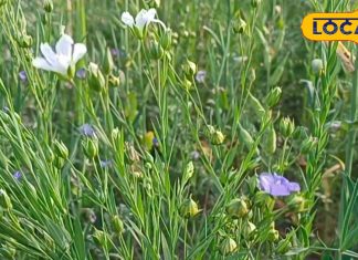 alsi ke fayade benefits of flaxseed health tips किचन में छिपा है खजाना, अरे नहीं जानते क्या इसको? ये छुटकू करता है बड़ा फायदा, जान लीजिए क्या है ये