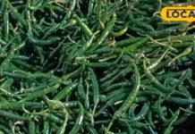 डायबिटीज के मरीज रोज करें हरी मिर्च का सेवन, इम्युनिटी भी होती है बूस्ट, जहानाबाद के होम्योपैथी डॉक्टर ने बताए फायदे