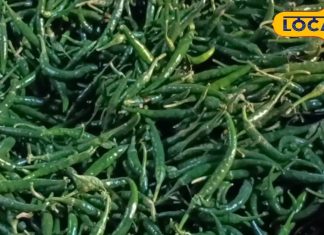 डायबिटीज के मरीज रोज करें हरी मिर्च का सेवन, इम्युनिटी भी होती है बूस्ट, जहानाबाद के होम्योपैथी डॉक्टर ने बताए फायदे