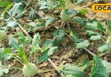 बैंगनी गांठ गोभी… रंग में अलग, गुणों में लाजवाब.. इम्यूनिटी बढ़ाने से लेकर पाचन और कैंसर से करती है बचाव!