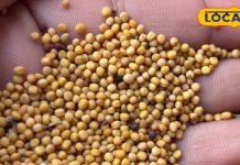 Pahadi Spices: नींबू के अचार से लेकर सिलबट्टे की चटनी तक, इस छुटकू से मसाले के बिना फीका है पहाड़ों में हर जायका – Uttarakhand News