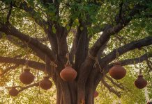 Peepal tree ritual after death। मृत्यु के बाद पीपल पर मटका क्यों लटकाया जाता है