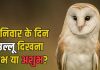 Saturday Beliefs shanivar ko ullu dikhna shubh ya ashubh । शनिवार को उल्लू दिखना शुभ या अशुभ
