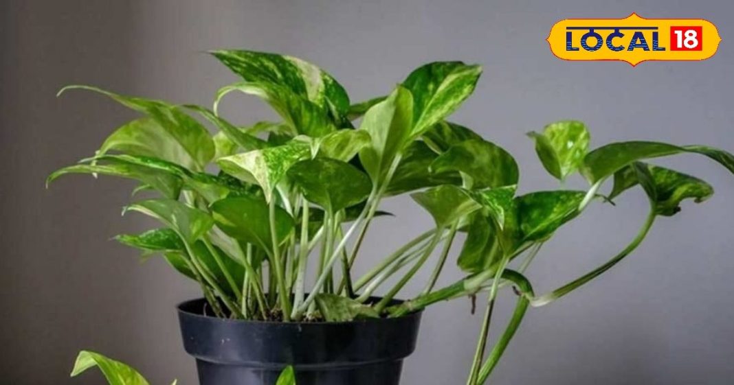 होली से पहले घर के दरवाजे पर लगा दे ये