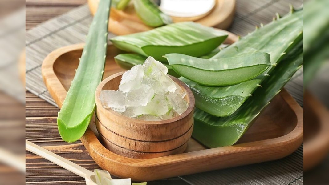 सिर से पैर तक की बीमारियों का इलाज है ये पौधा, एक्सपर्ट ने बताए फायदे