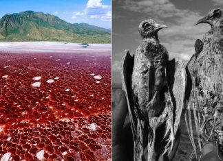 This Blood-Coloured Lake In Tanzania Can Turn Living Creatures Into Stone Statues