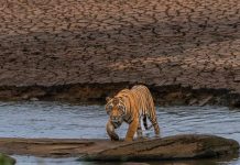 भारत के किस राज्य को कहा जाता है टाइगर स्टेट? जानें किस सीजन में बनाएं यहां घूमने का प्लान!