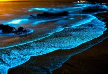 7 Most Beautiful Beaches : अंधेरे में चमकते है भारत के ये 7 समुद्र तट, लगता है बेहद खूबसूरत नजारा!