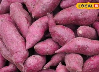 शकरकंद है विटामिन का भंडार, हड्डियों से लेकर दिल तक के लिए फायदेमंद, जानिए इसे कब खाना चाहिए