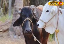 बदलते मौसम पशुओं की ऐसे करें देखभाल, नहीं तो कम हो जाएगा दूध, अपनाएं यह देसी उपाय