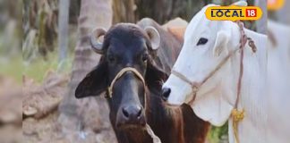 बदलते मौसम पशुओं की ऐसे करें देखभाल, नहीं तो कम हो जाएगा दूध, अपनाएं यह देसी उपाय