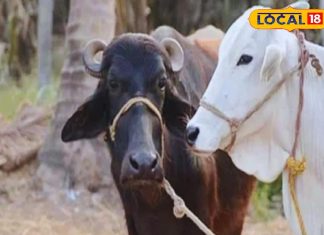 बदलते मौसम पशुओं की ऐसे करें देखभाल, नहीं तो कम हो जाएगा दूध, अपनाएं यह देसी उपाय