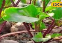 इन लोगों को भूलकर भी नहीं खाना चाहिए चुकंदर, फायदे की जगह हो सकता है नुकसान, जानें डॉक्टर की सलाह