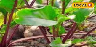 इन लोगों को भूलकर भी नहीं खाना चाहिए चुकंदर, फायदे की जगह हो सकता है नुकसान, जानें डॉक्टर की सलाह