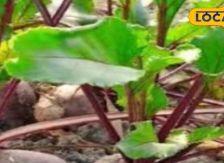 इन लोगों को भूलकर भी नहीं खाना चाहिए चुकंदर, फायदे की जगह हो सकता है नुकसान, जानें डॉक्टर की सलाह