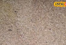 आयरन और कैल्शियम का खजाना कांगनी, रोजाना सेवन से पाएं ताकत और ऊर्जा, ऐसे करें इस्तेमाल