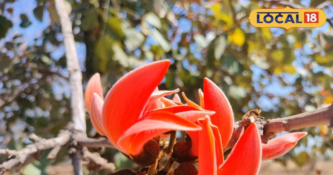 इस लाल फूल का काढ़ा शुगर, बैड कोलेस्ट्रॉल का काल! मार्च-अप्रैल में उठा लें फायदा, जानें कैसे बनेगा