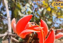 इस लाल फूल का काढ़ा शुगर, बैड कोलेस्ट्रॉल का काल! मार्च-अप्रैल में उठा लें फायदा, जानें कैसे बनेगा