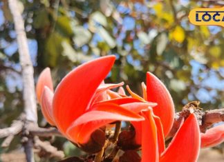 इस लाल फूल का काढ़ा शुगर, बैड कोलेस्ट्रॉल का काल! मार्च-अप्रैल में उठा लें फायदा, जानें कैसे बनेगा