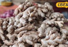 रोज थोड़ा सा अदरक खाएं और देखें कमाल! गैस-सर्दी से मिलेगी राहत, लेकिन ज्यादा सेवन पड़ सकता है भारी