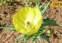 डॉक्टर नहीं, सत्यानाशी लड़ेगा आपकी लड़ाई… जोड़ों का दर्द, वायरल बुखार और त्वचा रोग से पाएं राहत, ऐसे करें इस्तेमाल!